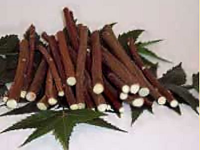 Use Neem Twigs and Neem Bark for Cleaning Teeth