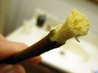 Neem Bark Tooth Brush Twig