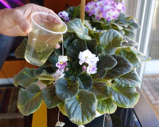 Using Neem Tea Water for plants and garden