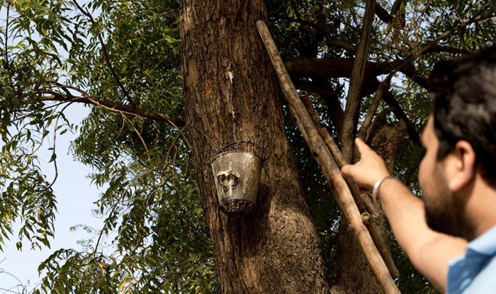 Neem Beer being extracted from a Neem Tree in India